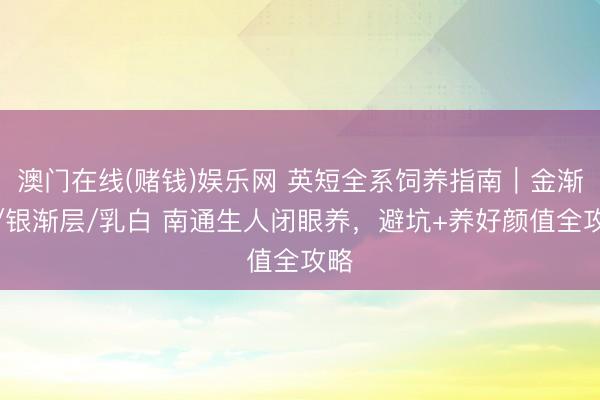 澳门在线(赌钱)娱乐网 英短全系饲养指南｜金渐层/银渐层/乳白 南通生人闭眼养，避坑+养好颜值全攻略