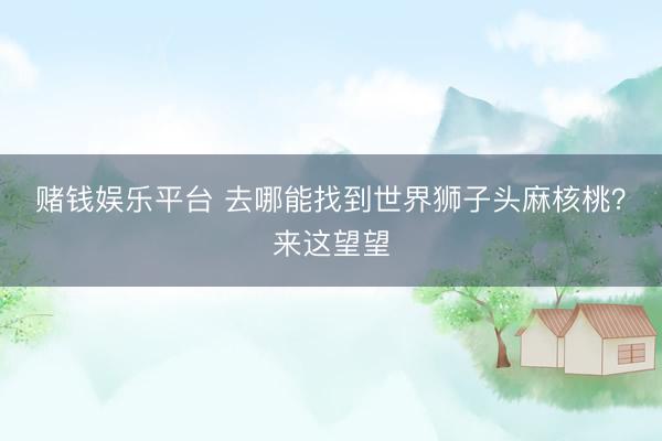 赌钱娱乐平台 去哪能找到世界狮子头麻核桃?来这望望